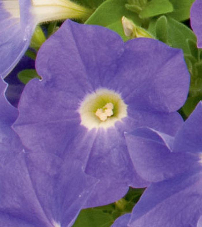 Сурфиния Табл Аметист Айс